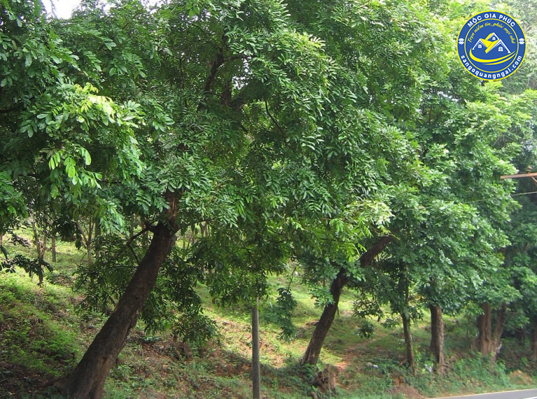 gỗ căm xe