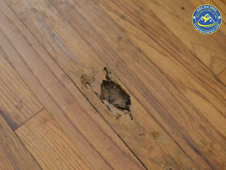 sàn gỗ công nghiệp có bị mối mọt không