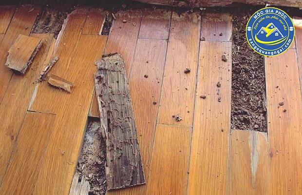 sàn gỗ công nghiệp có bị mối mọt không